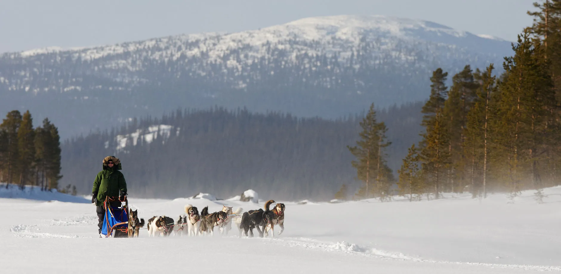 Huskies